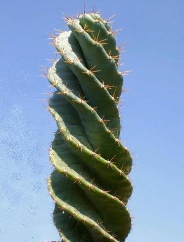 Cereus_forbesi_cv_spiralis